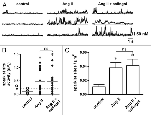 Figure 1. Inhibition of diacylglycerol-protein kinase C interactions with safingol does not prevent angiotensin II-dependent stimulation of arterial smooth muscle L-type Ca2+ channels. (A) Representative traces showing the time course of Ca2+ influx under control conditions (left), in the presence of Ang II (100 nM; middle) and in the presence of Ang II plus safingol (10 µM; right). (B) Plot of L-type Ca2+ channel sparklet site activities (nPs) under control conditions, in the presence of Ang II and in the presence of Ang II plus safingol (n = 5 cells each). The solid gray lines are the arithmetic means of each group and the dashed line marks the threshold for high-activity Ca2+ sparklet sites (nPs ≥ 0.2). (C) Plot of the mean ± SEM L-type Ca2+ channel sparklet site densities (Ca2+ sparklet sites/µm2) under control conditions, in the presence of Ang II and in the presence of Ang II plus safingol (n = 5 cells each). * p < 0.05