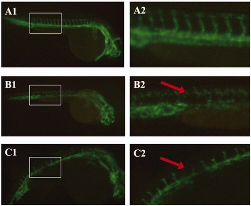Figure 4. Vascular fluorescence of flk-GFP zebrafish strains. A. Blank control group; B. Volatile oil of C. phaeocaulis (20 µg/mL); C. Volatile oil of C. phaeocaulis vinegar-processed products (20 µg/mL). (A1-C1:×50, A2-C2:×100).