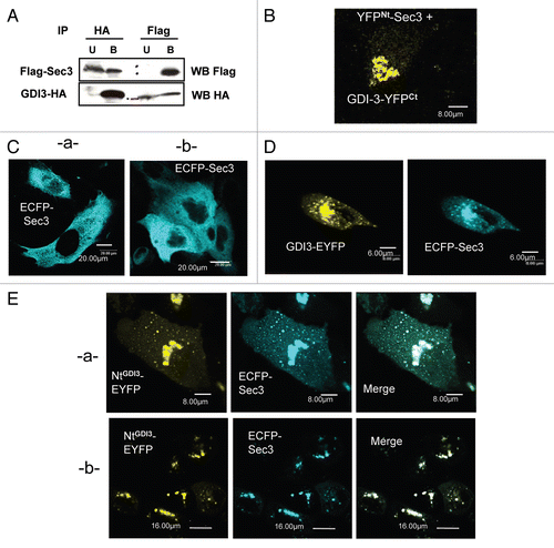 Figure 4 GDI3 interacts with Sec3 and recruits it to Golgi and vesicles. (A) Detection of cytoplasmic complexes between Flag-Sec3 and GDI3-HA by co-immunoprecipitation (IP). HeLa cells were co-transfected with 20 µg of each plasmid. Post-Golgi supernatant fractions (see Materials and Methods) were immunoprecipitated with magnetic beads coated with either anti-HA (HA ) or anti-Flag (Flag) monoclonal antibody. Bound (B) and unbound (U) materials were collected and analyzed by western blotting. (B) Identification of GDI3/Sec3 complexes at the Golgi apparatus by the BiFC assay. MDCK cells were co-transfected with equal amounts (20 µg) of YFPNt-Sec3 and GDI3-YFPCt coding plasmids. Yellow fluorescence is recovered at Golgi structures. (C) ECFP-Sec3 is distributed diffusely throughout the cytoplasm in MDCK cells (images a and b). Cells were transfected with plasmids coding for ECFP-Sec3 (20 µg). (D) MDCK cells co-expressing ECFP-Sec3 and GDI3-EYFP showing that GDI3-EYFP displaces ECFP-Sec3 from the cytoplasm to perinuclear and vesicular structures. (E) MCDK cells co-expressing ECFP-Sec3 and NtGDI3-EYFP (A and B). The N-terminal extension of GDI3 is sufficient to target Sec3 to Golgi and vesicular structures. Co-localization at the Golgi and on vesicular structures appears in white in merged images. Cells in (B–F) were analyzed by confocal microscopy. All images represent one single optical section (depth of the field 0.4 µm). Scale bars are in µm as indicated.