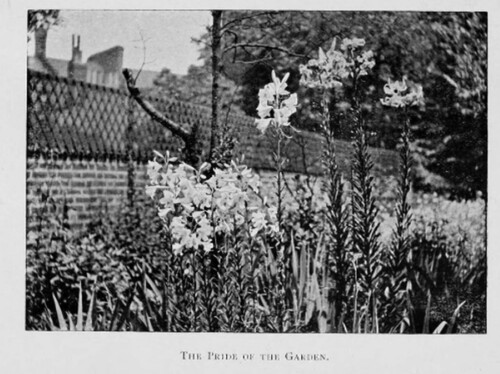 Figure 1. ‘The Pride of the Garden’, in Alice Lucy Hodson, Letters from a Settlement (London: Edward Arnold, 1909), facing 236.