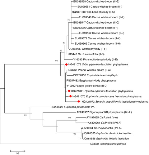 Figure 2. The phylogenetic tree constructed using the neighbor-joining method, showing the phylogenetic relationships for the partial 16S-rDNA nucleotide sequences for four Egyptian (E. coerulescens, O. gigantea, O. cylindrica, and S. stapeliiformis) fasciation phytoplasma (marked in red), compared with representative from other 16S-rDNA phytoplasma groups. GenBank accession numbers for the published sequences are shown beside the name of isolates. The percentage of replicate trees in which the associated taxa clustered together in the bootstrap test (500 replicates) is shown next to the branches. Phylogenetic analyses were conducted in MEGA4.
