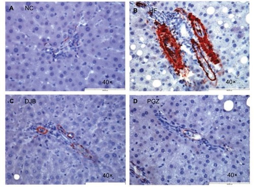 Figure 4 α-SMA expression after 6 months.