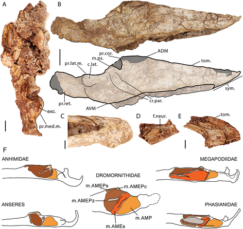 Figure 10. Genyornis newtoni mandible morphology: A. Caudal view of skull part NMV P256893, partially preserving ramus mandibulae, pars caudalis ventrally, which retains the medial process of the mandible; B. Image and annotated outline of SAMA P59516 in right lateral view, digitally removed from the image of the entire skull; C. Ventral view of the symphysial region of mandible specimen SAMA P59516; D. Caudal view of symphysial part of mandible specimen NMV P256893; E. Dorsal view of symphysial part of mandible specimen NMV P256893; F. Proposed arrangement of insertions of the adductor muscle complex on the lateral side of the mandible for dromornithids (drawn from specimen NTM P2774–2 of Ilbandornis sp. due to the limited distortion and conservative nature of dromornithid skull morphology) compared with re-drawn examples of extant galloanserans, Anseres – Anas platyrhynchos (Davids Citation1952a: fig. 3b), Anhimidae – Anhima cornuta (NMV B12574), Megapodiidae – Aepypodius arfakianus (Weber Citation1996: fig. 2a) and Phasianidae – Gallus gallus (Fujioka Citation1963: fig. 7). Annotations: c.lat., cotyla lateralis.; cr.par., crista paracoronoidea rostralis and crista paracoronoidea caudalis.; ADM, angulus dorsalis mandibulae; AVM, angulus ventralis mandibulae; exc., excavation associated with the region of recessus conicalis in anatids; f.neur., foramen neurovascularis.; m.AMEPc, m. AME profundus, pars coronoideus; m.AMEs, m. AME superficialis; m.AMEPs, m. AME profundus, pars superficialis; m.AMEPz, m. AME profundus, pars zygomaticus; m.AMP, m. adductor mandibulae posterior; m.ps., abraded prominence and approximate area for insertion of m. pseudotemporalis profundus; pr.cor., processus coronoideus (approximate position indicated, not visible as it is obscured by associated cranium); pr.lat.m., processus lateralis mandibulae; pr.med.m., processus medialis mandibulae; pr.ret., processus retroarticularis; sym., pars symphysialis, rostrum mandibulae; tom., crista tomialis; Scale bars: A., C.-E. 10 mm, B. 20 mm, F. not to scale. Dark grey shading indicates regions where damage precludes morphological assessment, and light grey indicates fenestra.