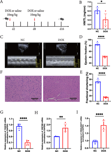 Figure 9 The mRNA expression of FANCB, ZNF296, and CSGALNACT1 in DOX-induced cardiotoxicity in vivo. (A) Male C57BL/6 mice were i.p.injected with an accumulation does of 20 mg/kg DOX or the equivalent volume of saline two times (on Days 1 and 8, respectively). (B) the HW/TL ratio was measured. (C) The mice were tested for cardiac function by echocardiography. (D and E) The LV trace EF% and LV trace FS% were calculated. (F) HE staining of heart tissue in Control group and DOX group. (G) FANCB mRNA expression was detected by RT-qPCR, (H–I) ZNF296, and CSGALNACT1 mRNA expression was detected by RT-qPCR. (*P<0.05, **P < 0.01, ****P < 0.0001).