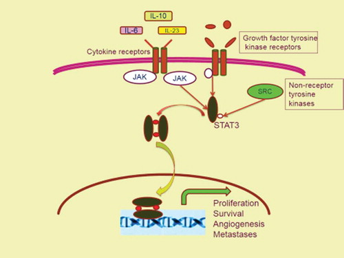 Figure 1. The canonical STAT3 signaling pathway. Growth factor and cytokine stimulation of cancer cells leads to activation of intracellular tyrosine kinases and receptor-associated kinases (e.g., Janus Kinase [JAK]), respectively. STATs are recruited to activated kinases and themselves become activated through tyrosine phosphorylation. Phosphorylated STAT3s dimerize through reciprocal phosphotyrosine-SH2 linkage and translocate to the nucleus, where they promote transcription of target genes.