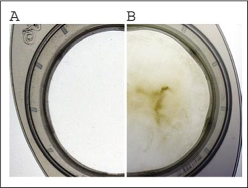 Figure 1. Forty-micron nylon membrane (A) before and (B) after filtration of nuclei homogenate.The brown staining, typically observed after filtration of raspberry or blackcurrant nuclei suspension, most likely consists of withheld polysaccharide and polyphenolics, which are responsible for the coloration.