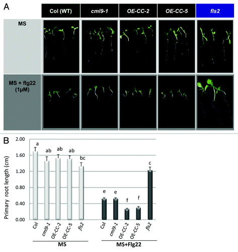 Figure 1. Primary root growth analyses of CML9 genotype in reponse to flagellin treatment (A) Wild-type (Col), cml9 genotypes (KO cml9–1 and OE-CCs lines) and fls2 mutant seedlings grown for 7 d in MS medium (control, upper panel) in presence or not of flg22 1µM (lower panel). (B) Quantitative analyses of the primary root growth under control condition (MS) or after flagellin treatment (MS + flg22). The experiments were performed using three independent biological replicates and each histogram represents the mean root length (± SEM) analyzed using 20 to 24 independent roots per genotype. Statistical differences between the genotypes treated or not by flg22 are detected by ANOVA analysis followed by Tukey’s HSD test, at p < 0.05.