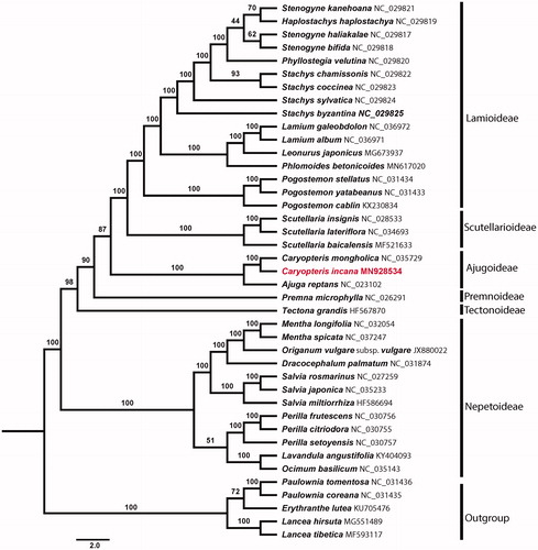 Figure 1. Maximum-likelihood phylogenetic tree of Lamiaceae. Numbers near the branch indicate the bootstrap values.