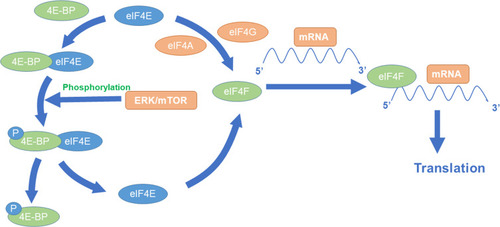 Figure 2 MTOR-mediated synthesis of HIF-1α.