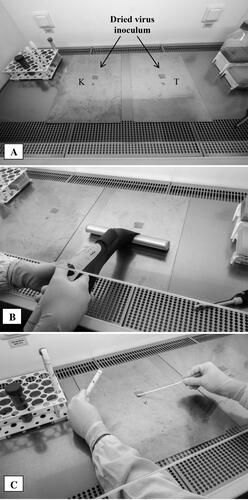 Figure 2. The pictures show the main phases of an experiment performed on stainless steel panels. (A) Virus suspension dried on squared areas in the middle of control (K, left panel) and test (T, right panel) panels. (B) Treatment with window wiper on the test panel. (C) Virus harvesting with swab from control area K.