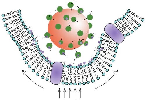 Figure 4 Schematic view of the interaction between nanoparticles and cells.Note: The Deserno’s model showed that the uptake of the nanoparticles occurred as a result of the competition between the bending energy and the stretching energy.