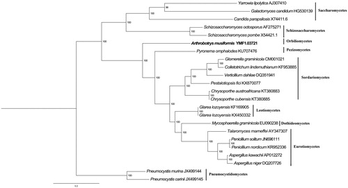 Figure 1. Phylogenetic relationships among 23 ascomycetes based on 14 conserved mitochondrial protein-coding genes. Phylogenetic analysis of 23 species of Agaricomycotina constructed using the Bayesian inference method as implemented in MrBayes based on concatenated amino acid sequences of 14 mitochondrial protein-coding genes. The following 14 mitochondrial protein-coding genes were concatenated: atp6, atp8, atp9, cytb, cox1, cox2, cox3, nad1, nad2, nad3, nad4, nad4L, nad5 and nad6. The concatenated amino acid sequences were aligned using Clustal X. The percentages of replicate trees in which the associated taxa clustered together in the bootstrap test (1,000,000 replicates) were shown next to the branches.