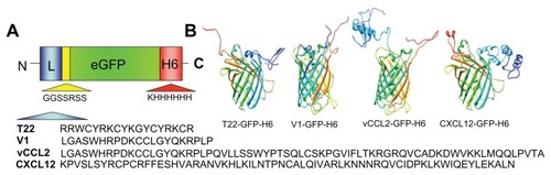 Figure 1 Features of protein constructs containing peptidic CXCR4 ligands. (A) Schematic representation of CXCR4-binding constructs indicating their modular composition. A linker (yellow box) commonly used in phage display was inserted between the protein ligand (L, blue) and eGFP (green). The amino acid sequences of the four ligands are shown. In all cases, an additional amino terminal methionine, derived from the cloning strategy adapted to Escherichia coli was expected. (B) Predicted structure of the different GFP-derived constructs. The color code of panel A is maintained here for both ligand- (blue) and H6- (red) overhanging ends.Abbreviation: GFP, green fluorescent protein.