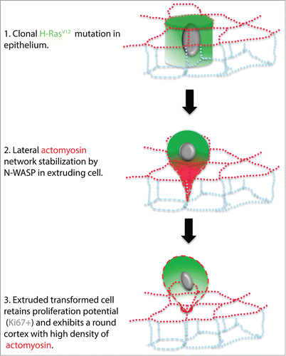 Figure 5. Model depicting the apical extrusion of a H-RasV12 expressing cell from the epithelium. (1) H-RasV12 clonal mutation in a single cell within the epithelium. The H-RasV12 expressing cell initially remains in the epithelium. (2) Subsequently, lateral F-actin stabilization by N-WASP promotes the recruitment of active myosin that leads to the constriction of the basolateral portion of H-RasV12 expressing cell. (3) The H-RasV12 mutant cell is then fully extruded apically by the concentration of actomyosin at the base of the extruded cell, which is located at the apical plane of the surrounding epithelia cells. The apically extruded cell remains loosely attached to the wild type monolayer and can proliferate.