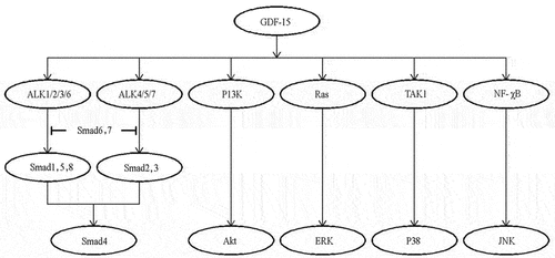 Figure 12. GDF15 mediates the activation of intracellular Smad signaling pathway and Smad-independent signaling pathway.