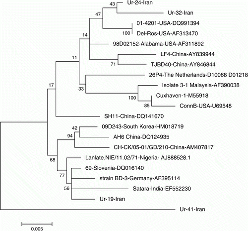 Figure 2.  Molecular phylogenetic analysis of 21 nucleotide sequences of CAV VP1 gene by the maximum-likelihood method.