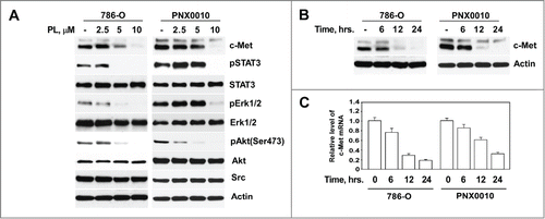 Figure 1. PL reduces expression of c-Met in RCC cells. (A) PL induces dose-dependent reduction of c-Met protein levels in 786-O and PNX0010 RCC cells. Cells were treated with indicated concentrations of PL for 12 hours. Cell lysates were subjected to SDS-PAGE, blotted, and probed with specific antibodies. (B) Time course of c-Met protein depletion in 786-O and PNX0010 cells treated with PL at 10 μM for the indicated periods of time. (C) Levels of c-Met mRNA in 786-O and PNX0010 cells. Cells were treated with PL at 10 μM for the indicated periods of time. C-Met mRNA levels were detected by Real Time PCR using specific primers.