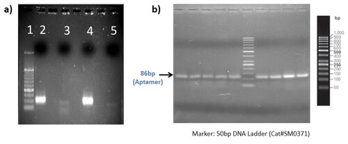 Figure 1. (a) Extraction and PCR based amplification of DNA aptamers by SELEX: Lane 1–5: 50 bp ladder (thermo scientific; cat#SM0371), amplified aptamers library, no template control (NTC), amplified aptamers library and NTC respectively; (b) PCR amplification product of eluted aptamers after each round of cell-SELEX.