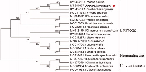 Figure 1. Phylogenetic tree inferred by maximum-likelihood (ML) method based on the complete chloroplast genome of 20 representative species. The bootstrap support values are shown at the branches.
