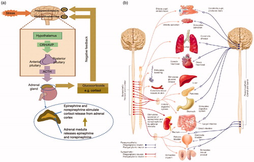 Figure 1. (a) Flow diagram of the response of the hypothalamic-pituitary-adrenal cortex (HPA) axis to stress. Taken with copyright permission from Naughton et al. (Citation2014). (b) The vegetative nervous system showing how the sympathetic branch increases heart rate. Taken with copyright permission from Carlson and Birkett (Citation2017).