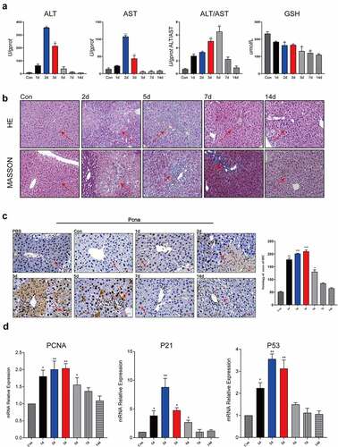 Figure 1. Liver cells were actively proliferating after liver injury.Average optical density of ALT/AST tested of the serum levels and average optical density of GSH tested of the liver tissue (2d, 5d, 7d, 14d) (n = 5); (b) The liver histopathology was analyzed by HE staining and Masson staining (Scale bar, 50 μm), (2d, 5d, 7d, 14d) (n = 5); (c) Hepatic histopathological examination by PCNA immunohistochemistry (Scale bar, 50 μm), (1d, 2d, 3d, 5d, 7d, 14d) (n = 5); The area of positive staining was marked by arrows; (d) The mRNA expression of PCNA, P21, p53 was detected using qPCR and β-actin was used as a loading control at different time points after injury (1d, 2d, 3d, 5d, 7d, 14d) (n = 5). The data are presented as the mean ± SD of three independent experiments. *P < 0.05, **P < 0.01.