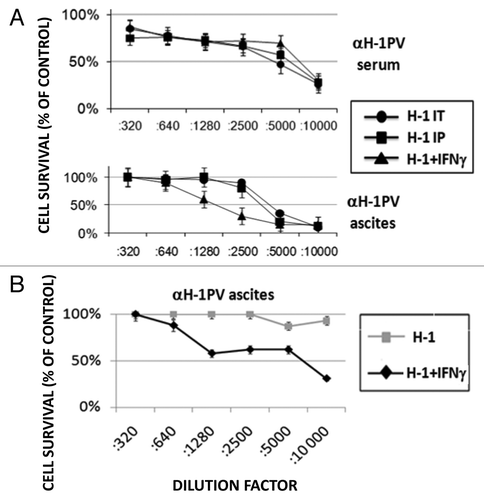 Figure 4. Influence of IFNγ application on the generation of virus neutralizing antibodies. (A) Serum and ascitic fluid were collected from all groups of virus-treated rats (Fig. 2) and the titers of virus neutralizing antibodies (αH-1PV) were determined using cytotoxicity protection assay on NB324K cells. The titers are expressed as the percentage of antivirus protection offered by serum or ascitis dilutions compared with mock infected cells. (B) Two groups of metastasis bearing rats were treated with two intraperitoneal injections of H-1PV (3 × 108 pfu/injection per animal) spanning four weeks between them, with or without intermediate recIFNγ i.p. inoculation. Titers of αH-1PV in ascitic fluids were determined 10–30 d after the second H-1PV i.p. injection and expressed as indicated above.