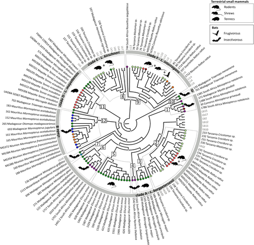 Fig. 3 Leptospira–host associations in the western Indian Ocean islands and neighboring Africa based on a Bayesian multilocus phylogenetic analysis.The genetic clades identified in Fig. 1 are shown in the gray circle, and the major genetic groups within these clades (squares, numbers 1 to 12) are highlighted by dashed boxes. Animal silhouettes represent host groups. Sequences from the samples specific to this study are in black and coded with the sample ID, geographic location, and host species/genus. Colored circles at the tip of the branches correspond to the geographic locations as shown in Fig. 1. Reference samples are in gray and are coded as follow: Li = L. interrogans, Lk = L. kirschneri, and Lb = L. borgpetersenii (see Table S1 for details). Posterior probabilities higher than 80% are represented by white circles at the nodes. Clade C was not included (refer to Results section for more information)