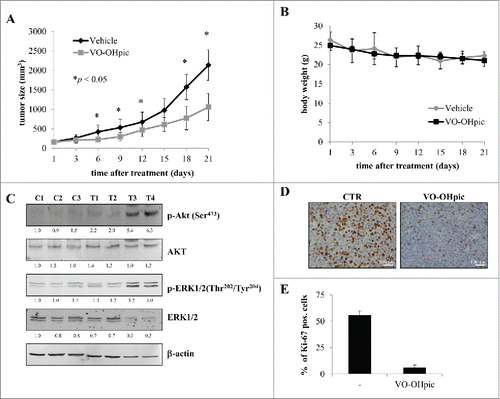 Figure 5. The effect of VO-OHpic on xenograft models of Hep3B cells. (A) Effect of VO-OHpic on tumor growth. Once tumors were engrafted and palpable, mice (n=6) were treated daily (6 days/week) with VO-OHpic at 10 mg/kg, as described in Materials and Methods. The curve of tumor growth was compared with that of control mice treated with vehicle alone, *p < 0.05. (B) Body weight alteration analysis. Mice were weighed twice a week and the weights presented in the graphs. (C) Representative Western blotting showing phospho-AKT, AKT, phospho-ERK1/2 and ERK1/2 levels of three mice treated with vehicle alone (control; C1, C2 and C3) and four mice treated with VO-OHpic (T1, T2, T3 and T4). The numbers represent the ratio of the relevant protein normalized with β-actin, with vehicle-treated control sample C1 arbitrarily set at 1.0. (D) Immunohistochemical staining was performed on formalin-fixed paraffin-embedded tumor tissues. Tissues from the control mice and mice treated with VO-OHpic were stained for Ki-67 proliferation index (20 x magnification). (E) Data are expressed as the number of positive cells and are the means ± SD of five fields in three tumor sections from mice treated with vehicle alone and in four tumor sections from mice treated with VO-OHpic.