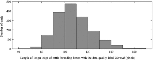 Figure 3. Histogram of longer edge of cattle bounding boxes with the data quality label Normal in Dataset 1.