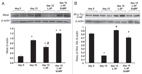 Figure 5 Effect of L-4F on Mest and IRP-Tyr1146. Western blot of Mest, IRP-Tyr1146 and actin proteins in MSC-derived adipocytes treated with L-4F alone or in combination with SnMP. Representative immunoblots are shown (n = 4). Quantitative densitometry evaluation of Mest, IRP-Tyr1146 and actin proteins ratio was determined. Data are expressed as means ± SD (*p < 0.05 vs. day 5, #p < 0.05 vs. day 12, +p < 0.05 vs. day 5 + L4F).