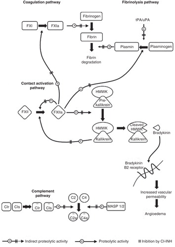 Figure 1. The mechanisms of action in hereditary angioedema-C1 esterase inhibitor.