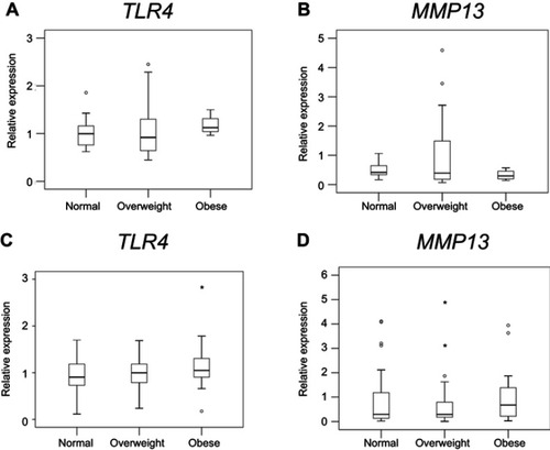 Figure 4 Effect of obesity on TLR and MMP expression in the synovium of male and female patients. (A-B). TLR4 (A) and MMP13 (B) expression in male patients in the normal, overweight, and obese groups. C-D. TLR4 (C) and MMP13 (D) expression in female patients in the normal, overweight, and obese groups.