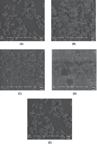 FIGURE 4 Scanning electron micrographs of native and oxidized tamarind kernel starches: A: native starch, B: 1% oxidized, C: 2% oxidized, D: 3% oxidized, E: 4% oxidized.