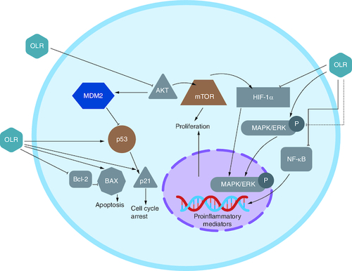 Figure 4. Receptors involved in oleuropein action against colorectal cancer.