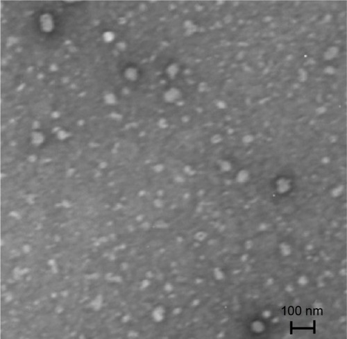 Figure 3 TEM photomicrograph of optimized SLD nano-transfersomes (×10,000).