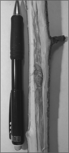 Fig. 2. Discoloured sapwood of Alnus fruticosa in response to inoculation with Valsa melanodiscus.