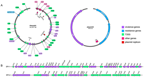 Figure 4 Resistance Genes and Virulence Genes Distribution Diagram of 27A. (A) Distribution of drug resistance and virulence genes on 27A plasmid. (B) Salmonella pathogenic island SPI-1 and SPI-2.