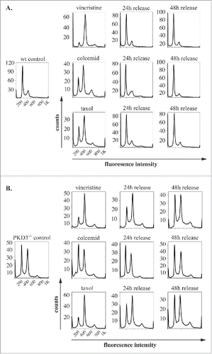 Figure 3. PKD3 deficiency induces alterations in microtubule dynamics after synchronization: Wild type and PKD3 deficient MEFs were starved for 24 h and treated with indicated inhibitors for another 24 h before release. PI stainings were performed for individual time points as indicated. (A) Wild type samples are shown. Single left graph indicates wt control before treatment followed by vincristine (top), colcemid (middle) and taxol (bottom) treated samples after starvation but before release, followed by graphs showing PI stainings after 24 h and 48 h release. (B) PKD3 deficient samples are shown. Single left graph indicates PKD3 deficient control before treatment followed by vincristine (top), colcemid (middle) and taxol (bottom) treated samples after starvation but before release, followed by graphs showing PI stainings after 24 h and 48 h release. For all assays, multiple independent experiments were performed which all showed similar results.