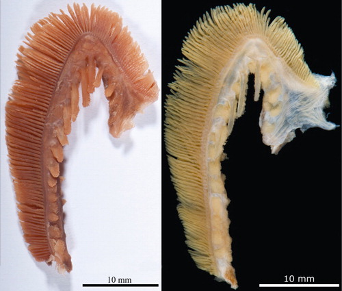Figure 2. Anterior right gill arch: left – Spottobrotula mossambica, holotype, ZMUC P771715, SL 183 mm; right – Sirembo wami, holotype, WAM P22339.001, SL 252 mm.