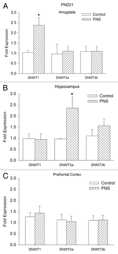 Figure 1.Bdnf mRNA expression in control and PNS rats. Bdnf expression is expressed as the normalized relative expression to the control proactive chow fed group. A: PND21 offspring, B: PND80 offspring. Control, open bars; PNS, hatched bars; AMY, amygdala; HPC, hippocampus; PFC, prefrontal cortex; *significant difference (P < 0.01).