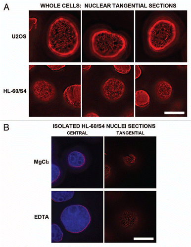 Figure 6 Immunostaining of the epichromatin epitope in tangential optical sections of nuclei from U2OS and HL-60/S4 cells. Mouse mAb PL2-6 staining is shown in red; DAPI in blue. (A) presents tangential sections of nuclei within intact cells. The top row of three images displays sections of U2OS cells; the second row is from HL-60/S4 cells. (B) shows central and tangential sections of isolated HL-60/S4 cell nuclei, washed in different buffers prior to fixation and immunostaining. In the top row, the isolated nucleus was washed in 1.5 mM MgCl2, 0.2 mM EGTA, 50 mM HEPES (pH 7.0); bottom row, washed in 0.2 mM EDTA, 0.2 mM EGTA, 50 mM HEPES (pH 7.0). Each image is a single deconvolved optical slice. In order to visualize the low amount of epichromatin immunofluorescence at the tangent of the NE, the brightness of the PL2-6 red signal was greatly increased. Bar equals 10 µm.