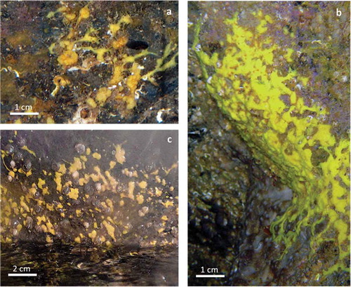 Figure 5. Aplysina sp. (a) Cushion-shaped specimens joined together by thin, sometimes branching processes. (b) Large encrusting specimens formed by the coalescence of several small sponges. (c) Emerged specimens during a low tide.