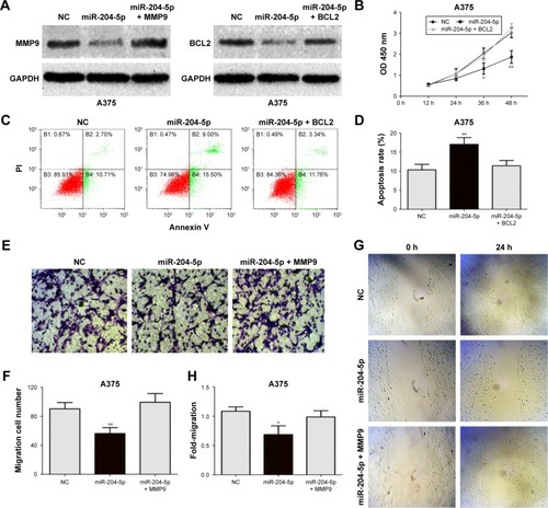 Figure 4 Expression of MMP9 and BCL2 attenuates the effects of miR-204-5p in melanoma. (A) Western blots identified MMP9 and BCL2 protein expression changes following transfection with miR-204-5p alone or in combination with MMP9 and BCL2. (B) BCL2 plasmid reversed the effect of miR-204-5p on the proliferative ability of A375 cells. (C and D) Expression of BCL2 reversed miR-204-5p-induced apoptosis as assessed by flow cytometry. (E and F) The effect of miR-204-5p on the invasive ability of A375 cells was largely abrogated by the MMP9 plasmid. (G and H) The MMP9 plasmid reversed the effect of miR-204-5p on the migratory ability of A375 cells. *P<0.05, **P<0.01.
