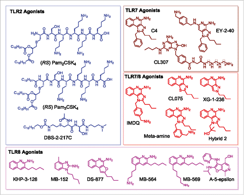 Figure 1. Structures of TLR agonists arranged by receptor target. TLR2 agonists (PAM2CSK4, PAM3CSK4, DBS-2-217C) are shown in blue, pure TLR7 agonists (C4, EY-2-40, CL307) are shown in maroon, dual TLR7/8 agonists are shown in red (IMDQ, Meta-amine, XG-2-136, Hybrid 2), and pure TLR8 agonists (KHP-3-126, MB-152, DS-877, MB-564, MB-569, A-5-epsilon) are shown in magenta.