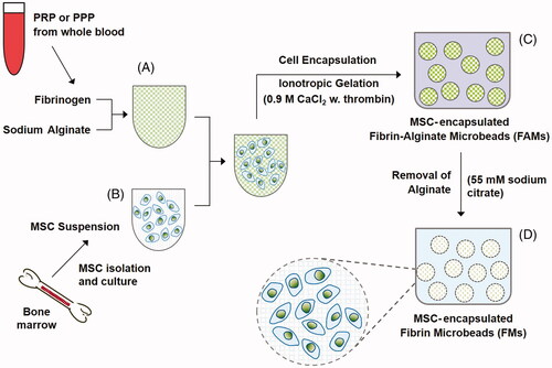 Figure 1. Schematic presentation of the experimental procedures involving isolation and encapsulation of cells in FAMs and FMs.