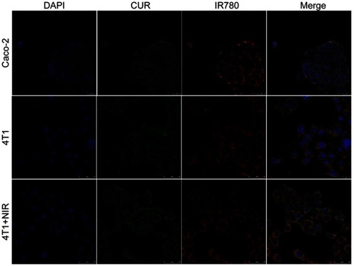 Figure 3 Confocal images of cellular uptake for CUR/IR780@SMEDDS in Caco-2 cells and 4T1 cells.