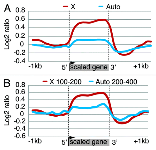 Figure 2. Topo II distribution is enriched on the compensated X chromosome in S2 cells. (A) Metagene with average ChIP-chip ratio of Topo II distribution over X-linked and autosomal genes. All gene bodies are normalized to a 1 kb scale with 5′ indicating the transcription start site (TSS) and 3′ indicating the transcription termination site (TTS). Topo II has a higher average density on X-linked genes compared with autosomal genes. (B) Metagene profile of Topo II enrichment on autosomal and X-linked genes with equal expression rates per gene copy. Single copy X-linked genes (n = 70) with average RPKM of 100–200 were compared with 96 two-copy autosomal genes with average RPKM levels of 200–400. Higher Topo II density is detected on the X-linked vs. the autosomal genes.