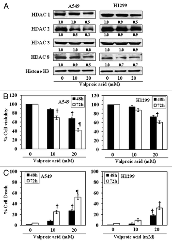 Figure 3. Effect of valproic acid, an inhibitor of HDACs, on the class I HDAC levels in, and the growth of, NSCLC cells. (A) Treatment of A549 and H1299 cells with valproic acid for 72 h inhibited the expression levels of class I HDACs. Histone H3 was used as a loading control. The relative intensity of each band after normalization for histone H3 is shown under each blot, and it is in terms of fold-change. (B) A549 and H1299 cells were treated with various concentrations of Valproic acid (0, 10 and 20 mM) for 48 and 72 h, and cell viability was determined using an MTT assay. Data on cell viability are presented in terms of percent of control (non-valproic acid-treated) as the mean ± SD of 4–5 replicates. (C) Treatment of NSCLC cells with valproic acid induces cell death. For cell death assay, 5 × 104 cells were plated in six-well culture plates and treated with or without valproic acid for 48 or 72 h. Cell death was determined using a trypan blue exclusion assay. Data are presented as the percent cell death as the mean ± SD from three separate experiments. Significant difference vs. non-valproic acid treated controls, ¶p < 0.001, †p < 0.05.