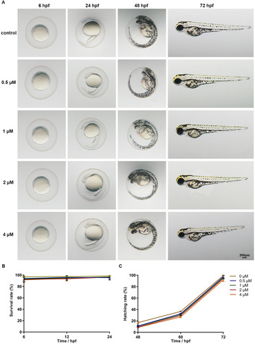 Figure 1 Phenotypes, survival rates and hatching rates of zebrafish embryos following celecoxib exposure. (A) Phenotypes of embryos from 6 to 72 hpf. (B and C) Statistical analysis of survival rate and hatching rate (ANOVA). Abbreviation: hpf, hours post fertilization.