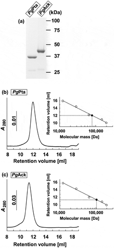 Figure 2. Purification and gel filtration analysis of recombinant PgPta and PgAck proteins. (a) SDS-PAGE analysis of recombinant PgPta and PgAck proteins. Samples (~5 μg) were subjected to SDS-PAGE and visualized by Coomassie Brilliant Blue staining. The positions of molecular mass markers (in kDa) are shown. (b and c) Gel filtration chromatography analysis of the molecular mass of PgPta (b) and PgAck (c). A calibration curve was constructed using protein standards (shown as open circles in the inset). Purified PgPta and PgAck are represented by closed circles.